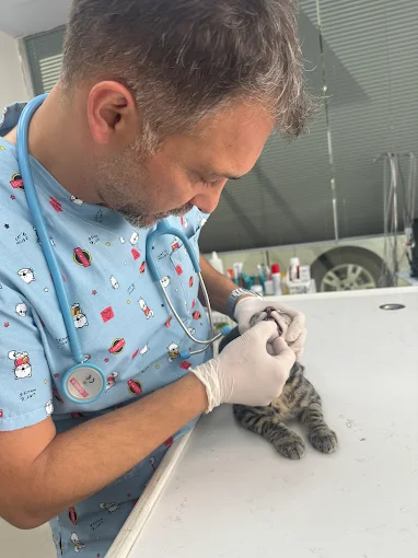 Veteriner Hekim Kedi Köpek Beslenme Danışmanlık