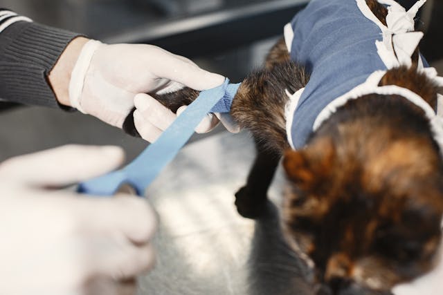 Kedi Köpek Aşılama Koruyucu Hekimlik Samsun Atakum